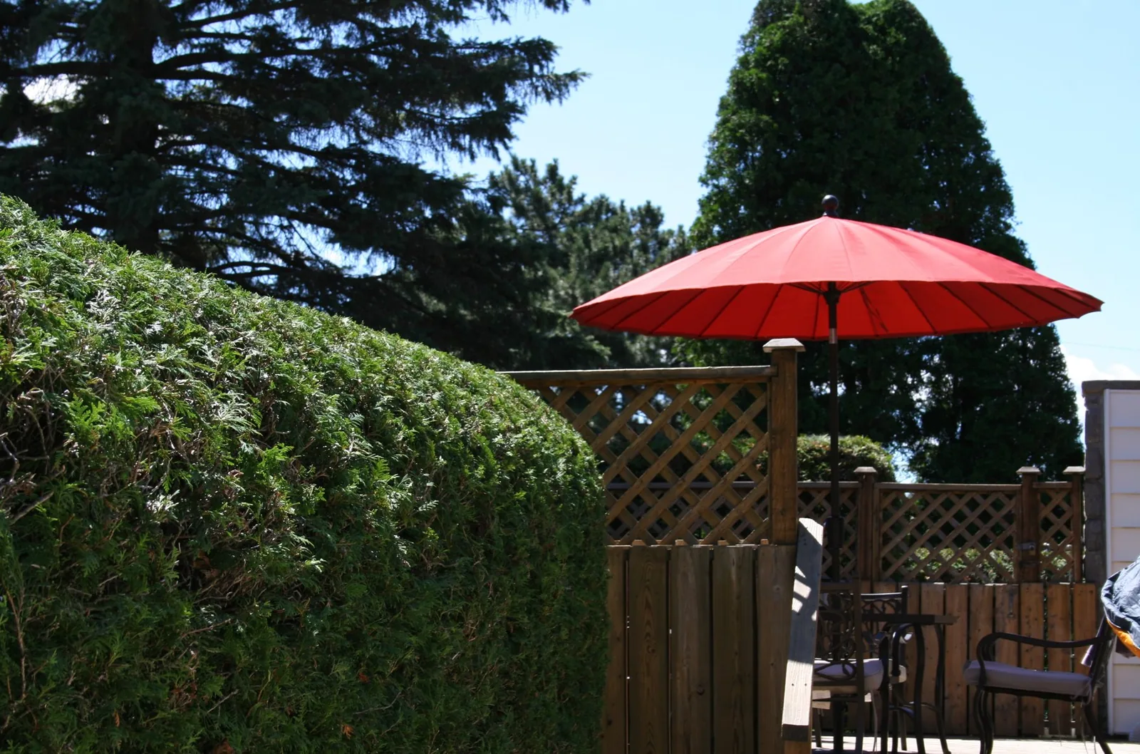 Rounded hedge beside a deck with a red umbrella