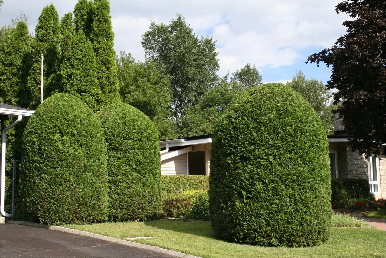 Cedars shaped into rounded forms in front of a house