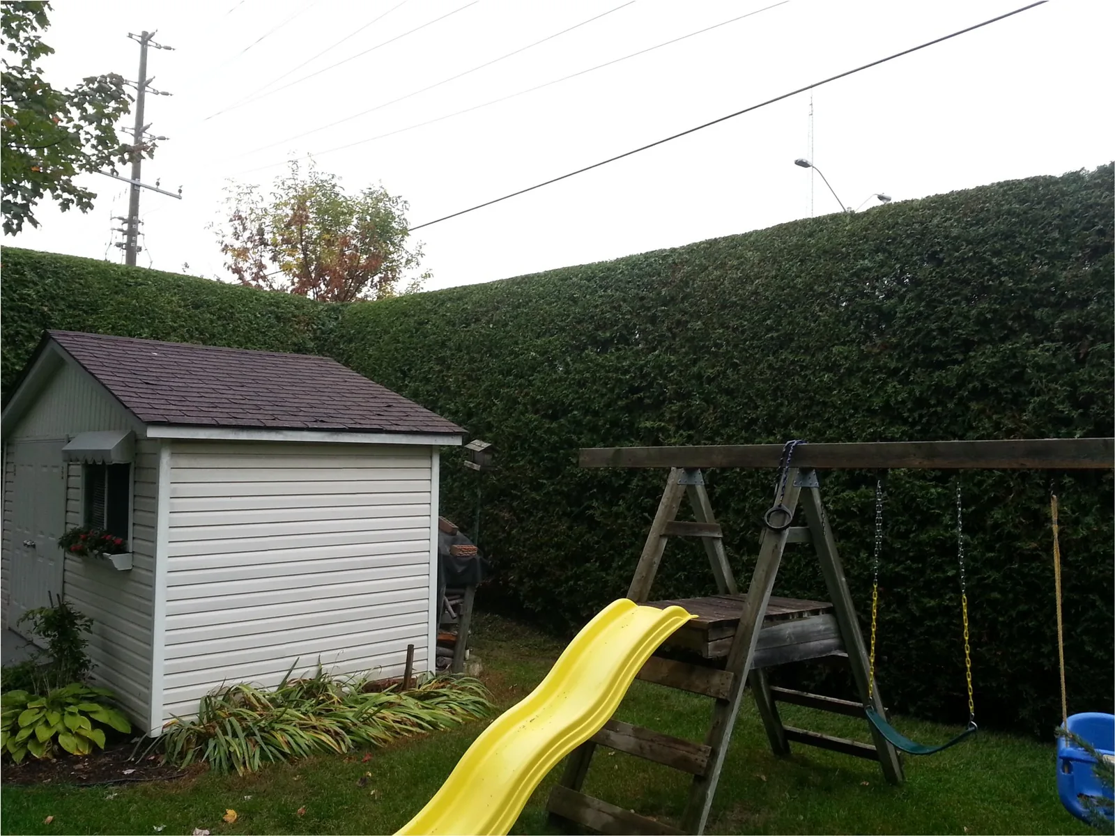 Tall trimmed hedge behind a shed and swing set