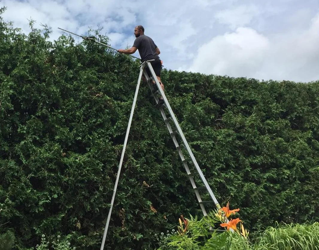Trimming a tall cedar hedge from an orchard ladder