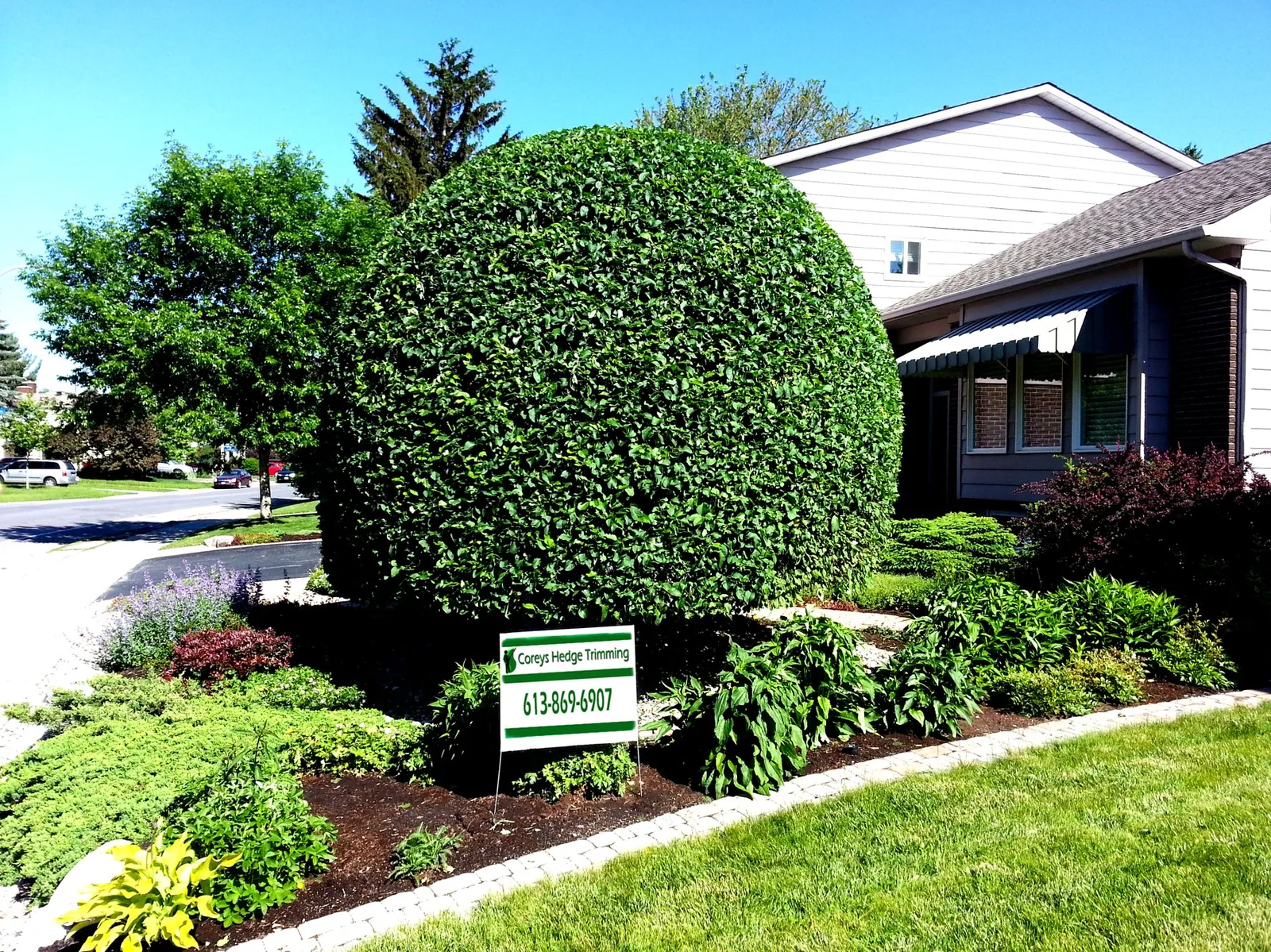 Shrub trimmed into a ball, with the company's lawn sign